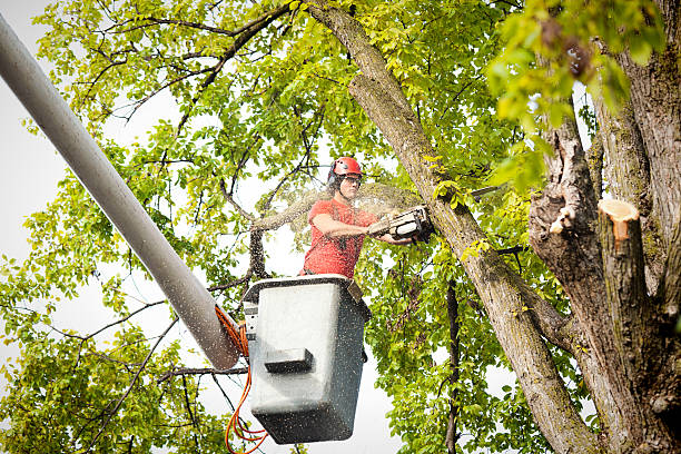 Groveland, ID Tree Services Company